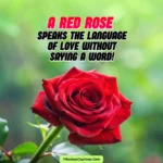Red Rose Captions for Instagram