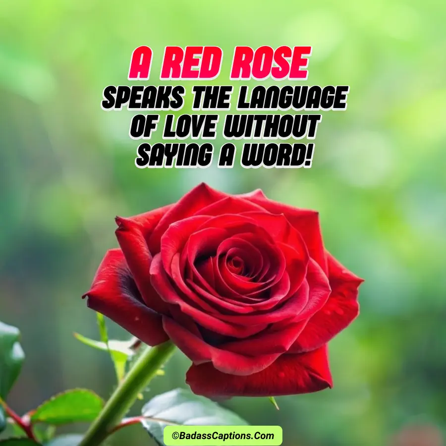 Red Rose Captions for Instagram